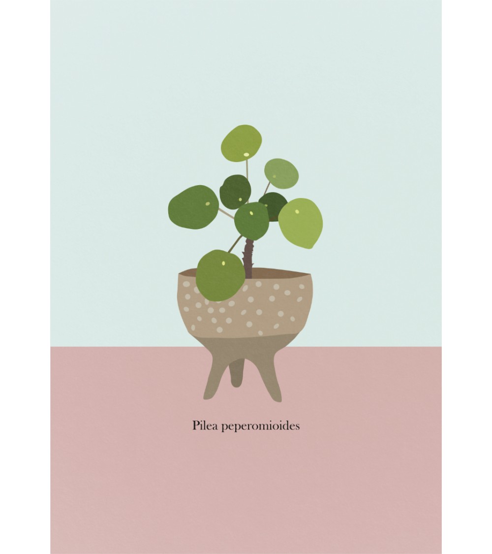 Plakat PILEA PEPEROMIOIDES (Pieniążek)