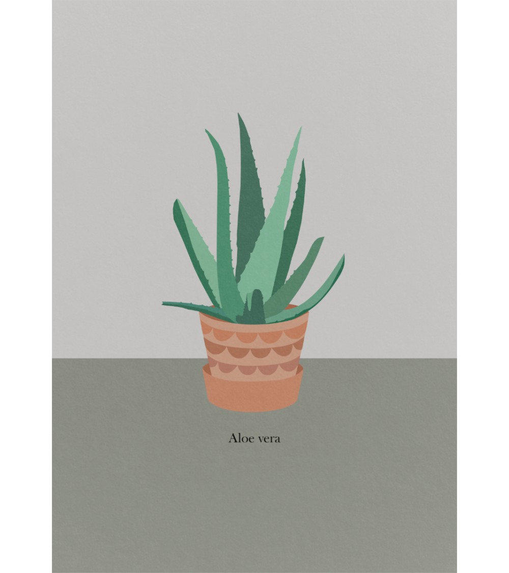 Plakat ALOE VERA (Aloes barbadoski)