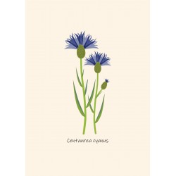 Centaurea cyanus