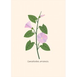 Plakat CONVOLVULUS ARVENSIS (Powój polny)